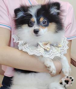 Pomeranian