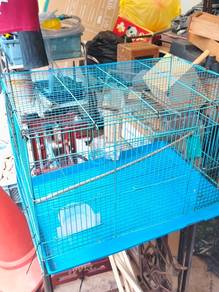 burung sangkar / bird case
