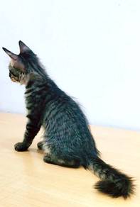 DLH BLACK TABBY MALE 3bulan 