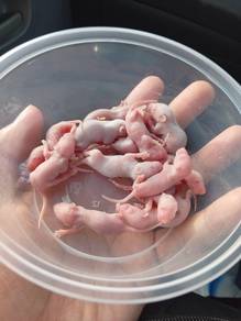Frozen Feeder Pinky Mice