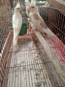 burung 