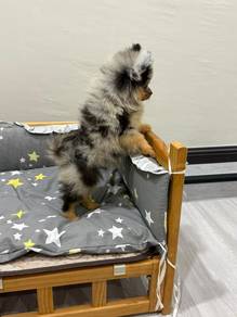 Tiny Pomeranian (small skin issue