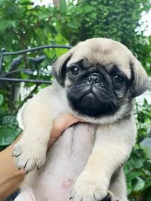 Pug