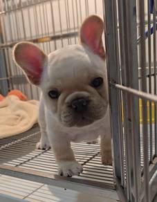 FRENCH BULLDOG PUPPIES 🌻S122 Charming