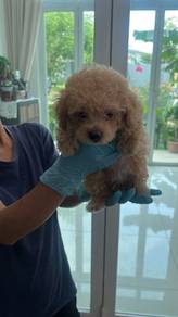 Short leg toy poodle for sale