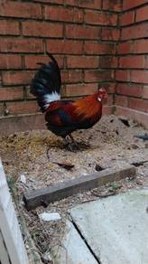 ayam