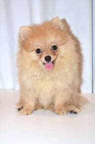 J0072 Pomeranian Teddy Face Cute Small Puppy