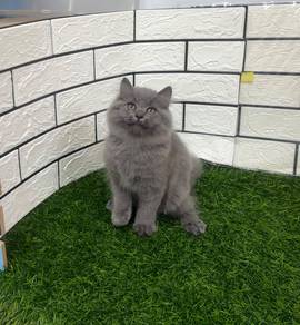 Blue BLH kitten