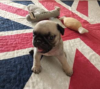 Pug