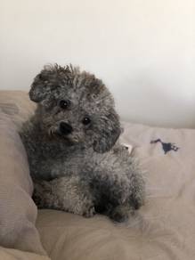 G6065 Plush Poodle Teddy Bear Face Puppy Baby Dog