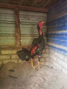 Ayam 4kg