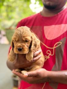 cocker spaniel c