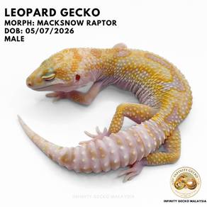 Leopard Gecko Malaysia Macksnow Raptor JB