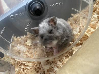 Hamsters +full cage +wood flakes bedding+