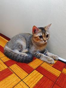 kucing 