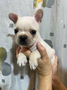 French Bulldog puppy