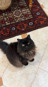Poofy