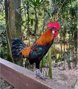 ayam hutan hidup ori gerik