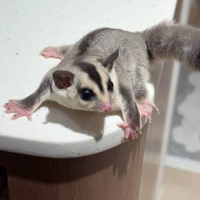 Sugar glider white face female