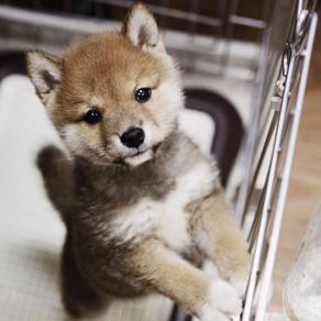Teddy-like Shiba Inu Fox Face Curly Tail Puppy