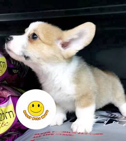HHT-3006 Welsh Corgi brown & white coated PUPPY