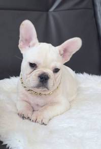 FRENCH BULLDOG PUPPIES 🌻S229 White Female