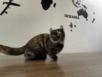Munchkin Supershort (Female)