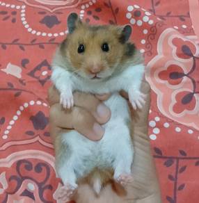 Hamster dan Acessories untuk Dijual