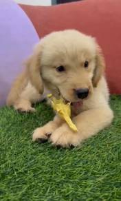 Golden retriever  rehome