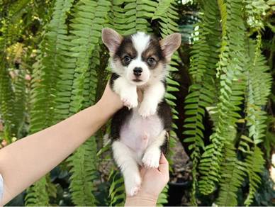 Corgi Puppy 01