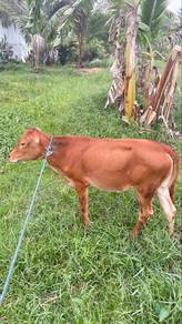 anak lembu