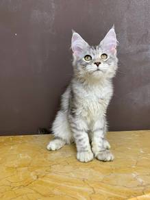 Maincoon sliver tabby