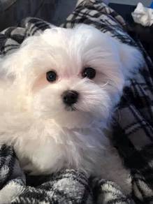 GGSS_Y33  adorable little Maltese pet dog