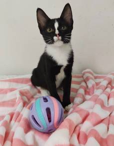 Keke look for serious and loving pawparents
