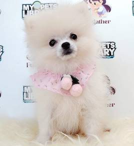 Pomeranian