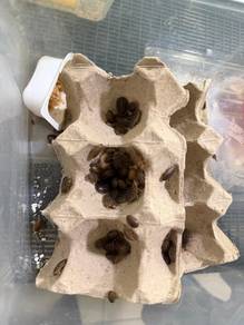 reptile feeder (dubia cockroach) 40pcs