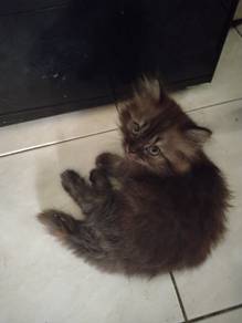 kitten for rehome