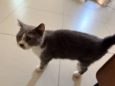bsh bicolor femel