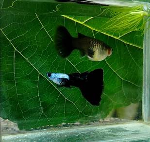 ikan guppy silverado black tail 