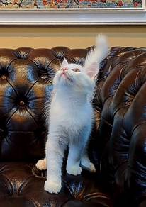 Maine Coon Kitten with Light Blue Eyes