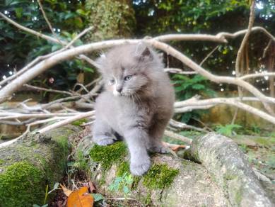 TOPs S-GRADE Anahita Grey Curl Ragdoll cat