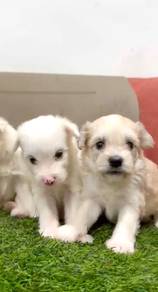 Pomachon puppies female