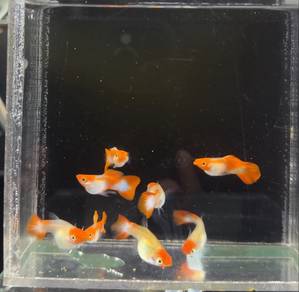 Guppy