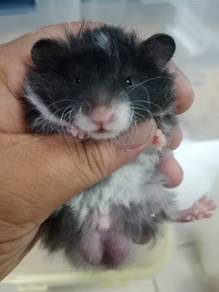hamster syrian 