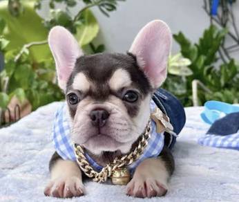 FRENCH BULLDOG PUPPIES 🌻S214 Girl Chocolate