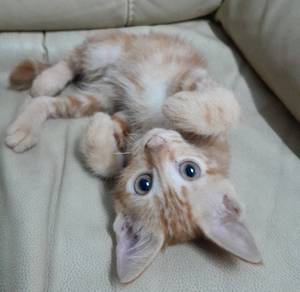 free kitten for adoption urgent 