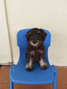 Mini Schnauzer Male Puppy 2008B