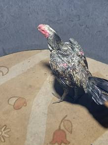 ayam sabung