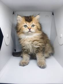 BLH Purebreed BRITISH LONGHAIR 