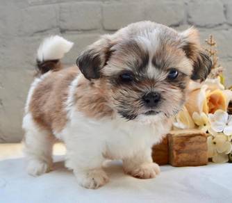 Shih tzu